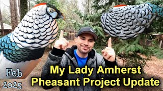 Lady Amherst Pheasant Update 2-25