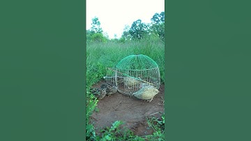 Creative quail trap using cages #shorts #create #traps