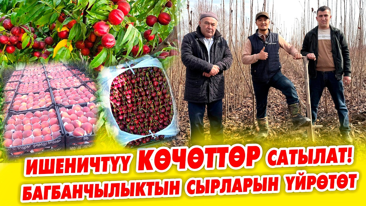 Арзан ишеничтүү КӨЧӨТТӨРДҮ дыйкандын өзүнөн алыңыздар!