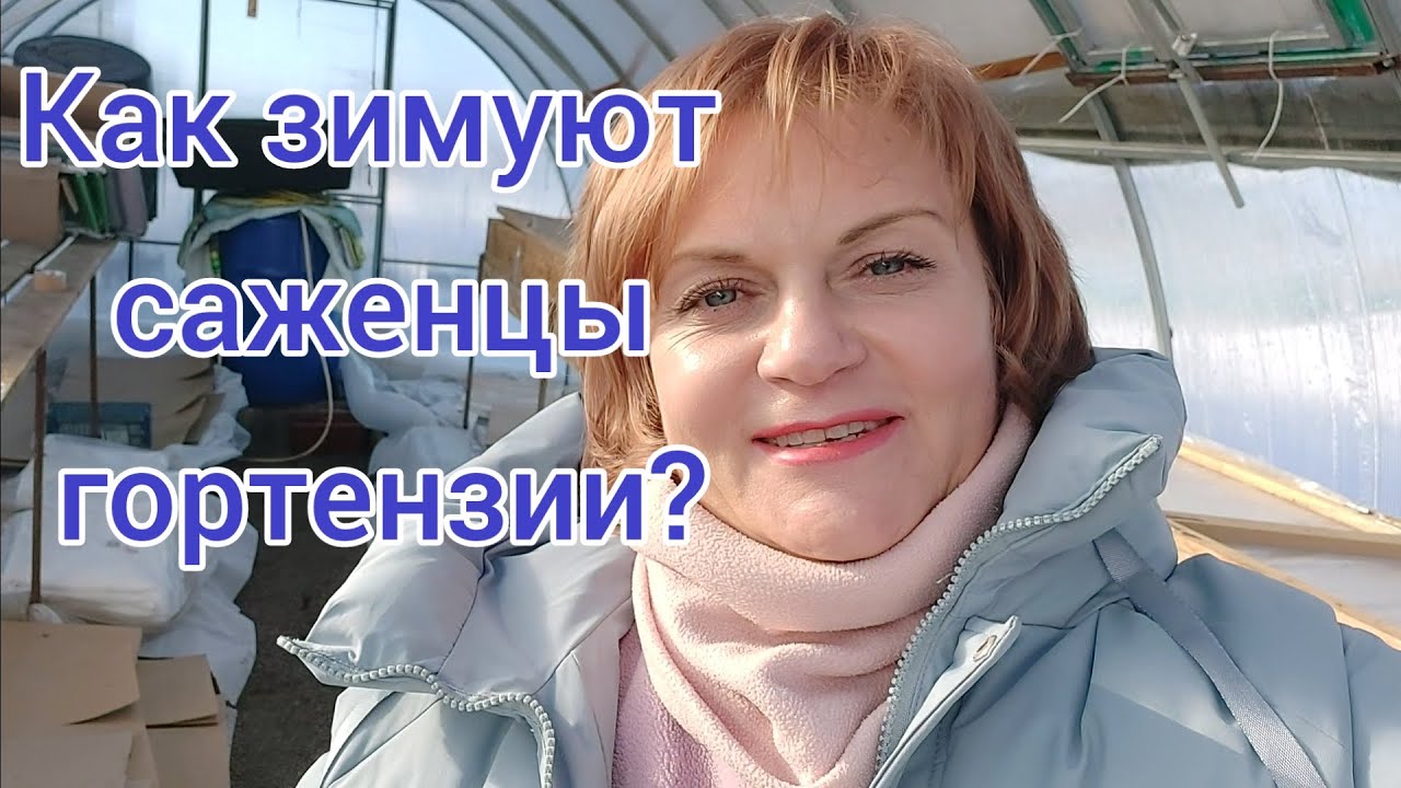 Как зимуют мои саженцы гортензии в теплице и на улице. ??Скоро весна?? ...