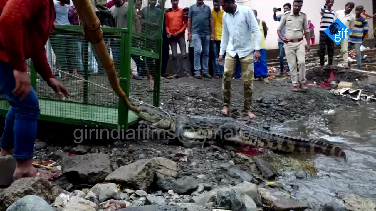 Crocodile entered Damodar Kund of Junagadh! And then heartbreaking rescued operation