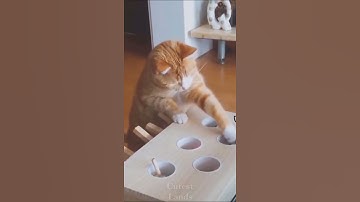 Cute cat playing whack-a-mole #shorts