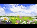 Футаж Летний фон заставка - поле с цветами