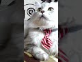 Смешной кот идет на работу