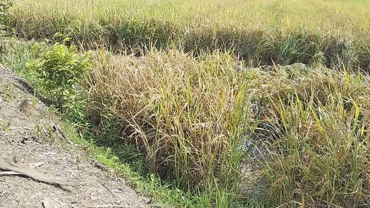 Petni senang harga padi melimpa seimbng dngn kebutuhan petni.. 