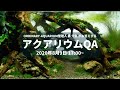 第2回 アクアリウムQA 2020年8月9日17:00 前半