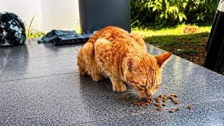 Hungry Stray Cats Finally Eat Well 🐾 | Feeding Street Cats