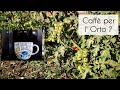 Come utilizzare il Caffè per Coltivare l' Orto ?!