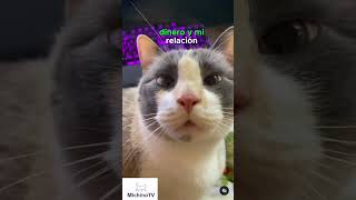 🐈‍⬛ 2 Cosas Que Nunca Subo A Mis Redes Sociales  😹😹😹 #Gatos #Cat #Humor