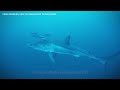 Sea Marvel! A Great White Shark Spotted in the Mediterranean for the First Time