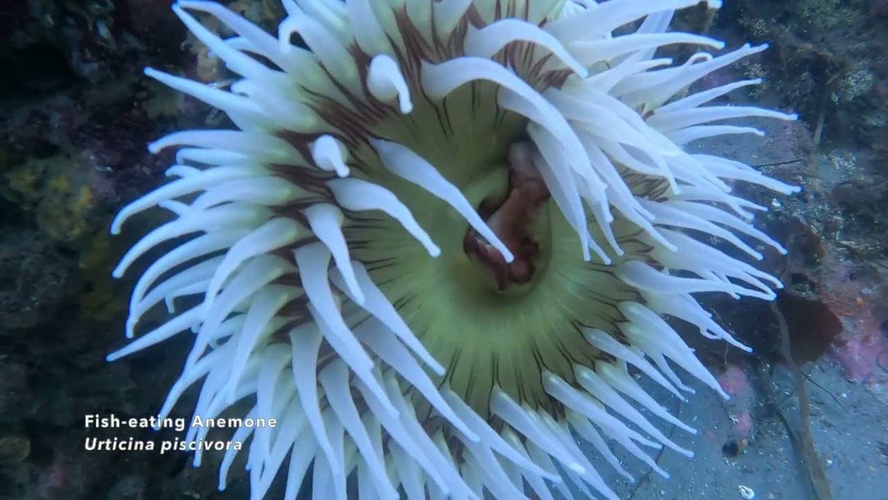 Scuba Dive in Sekiu, Washington