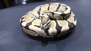 Desert Ghost ball python