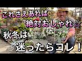 【寄せ植え】迷ったらこれさえあれば大丈夫！かわいいも上品も、冬感もばっちり叶える最強のシルバーリーフ達☆