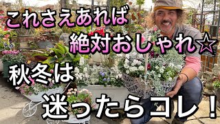 【寄せ植え】迷ったらこれさえあれば大丈夫！かわいいも上品も、冬感もばっちり叶える最強のシルバーリーフ達☆