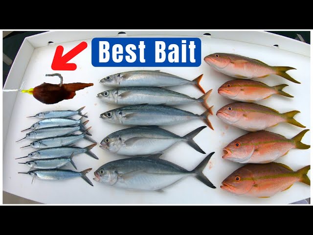 How To Catch Yellow Eye Snapper: Captain Tips & Tricks – Fish