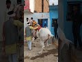 #_horse #_dance_video #_like_and_subscribe ❣️