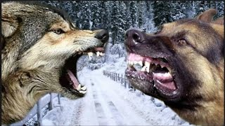 German Shepherd vs Wolf - Who would Win in a Fight?