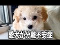 【大問題】お迎えしてすぐ分離不安症という心の病気になってしまいました...