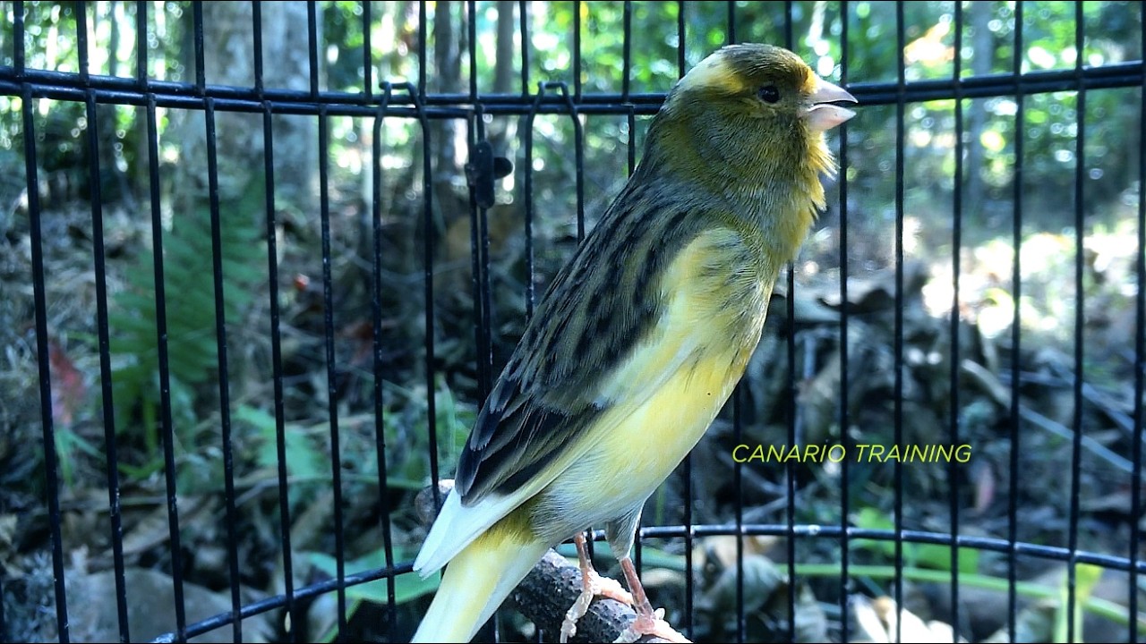 Treino Sonoro Para Desenvolver o Canto do Filhote de Canário Belga - canario belga vai cantar muito