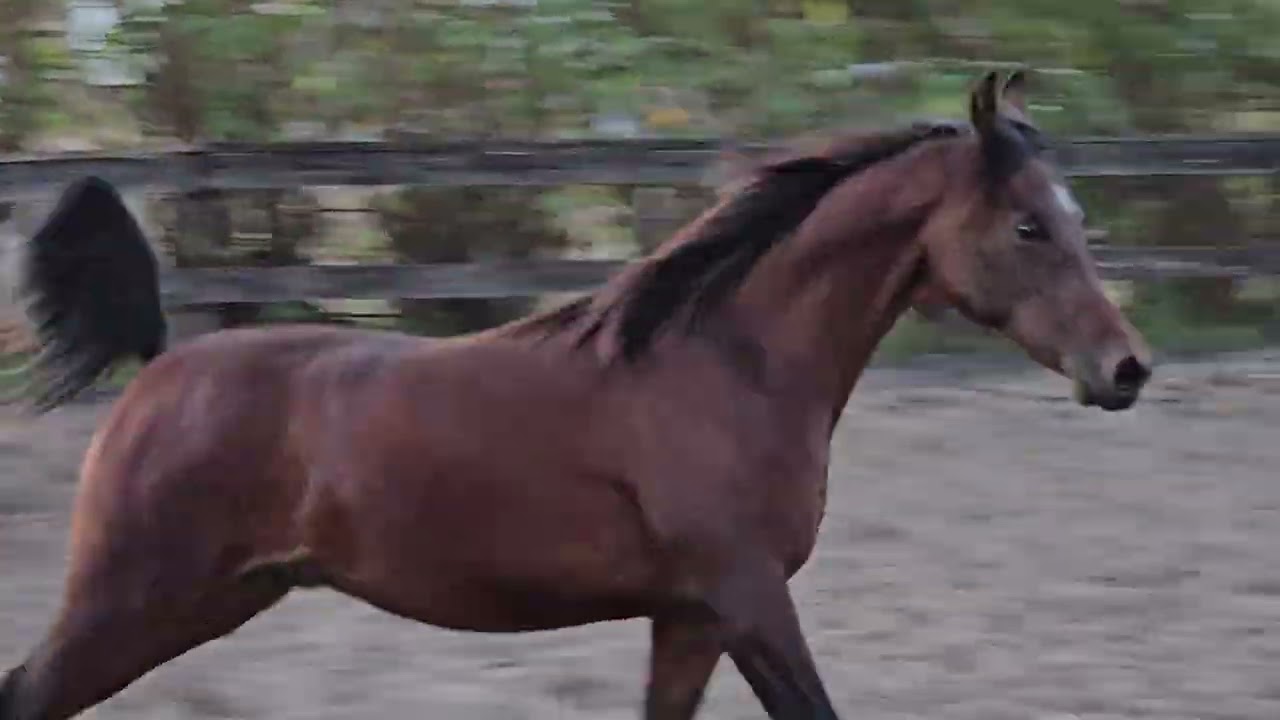 Noor al Khail 11/28/2925