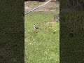 Not long out of the egg; plover chicks exploring #lapwing #plover #australianbirds #waterbirds