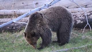 Yellowstone May 2026