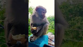 #monkey #🐒 #cuteanimal #kids #song#fun #entertainment #ai #asmr #new #comedy #