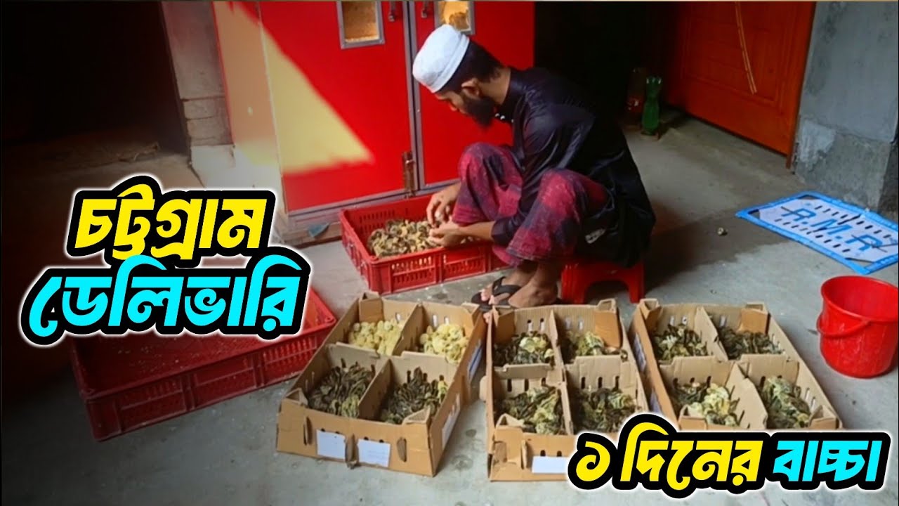 👉 ১ দিনের কোয়েল বাচ্চা | যশোর থেকে চট্টগ্রাম ডেলিভারি বাস্তব অভিজ্ঞতা