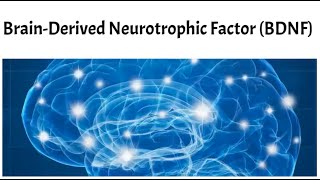 What Is Bdnf?