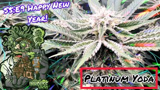 Seed to Harvest - In House Genetics #2
