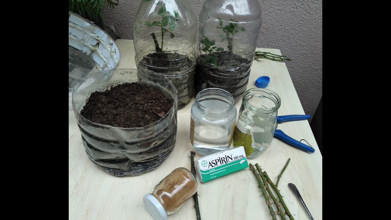 ASPİRİN VE TARÇIN İLE PET ŞİŞELERDE GÜL ÇELİKLERİ NASIL KÖKLENDİRİLİR ?