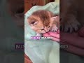 Tu gato te eligió por una razón ❤️ #gatos #catshorts #mascotas