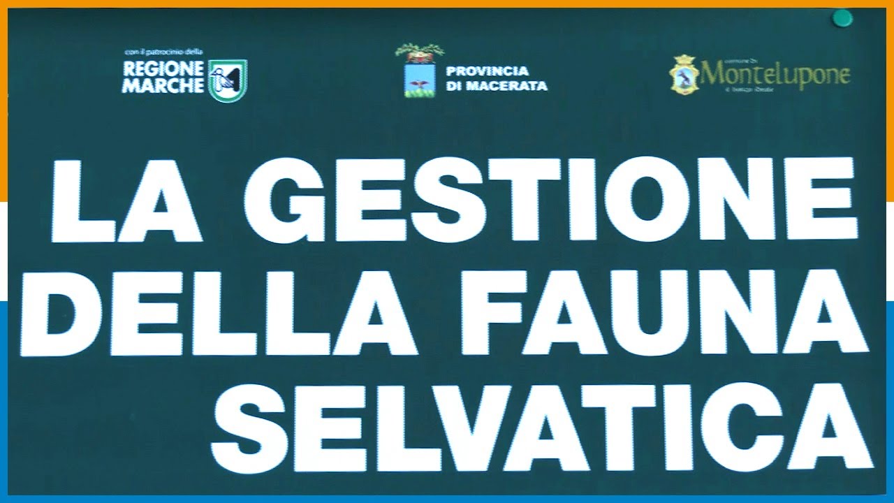 GESTIONE DELLA FAUNA SELVATICA: CONFRONTO PARTECIPATO A MONTELUPONE 24-05-25