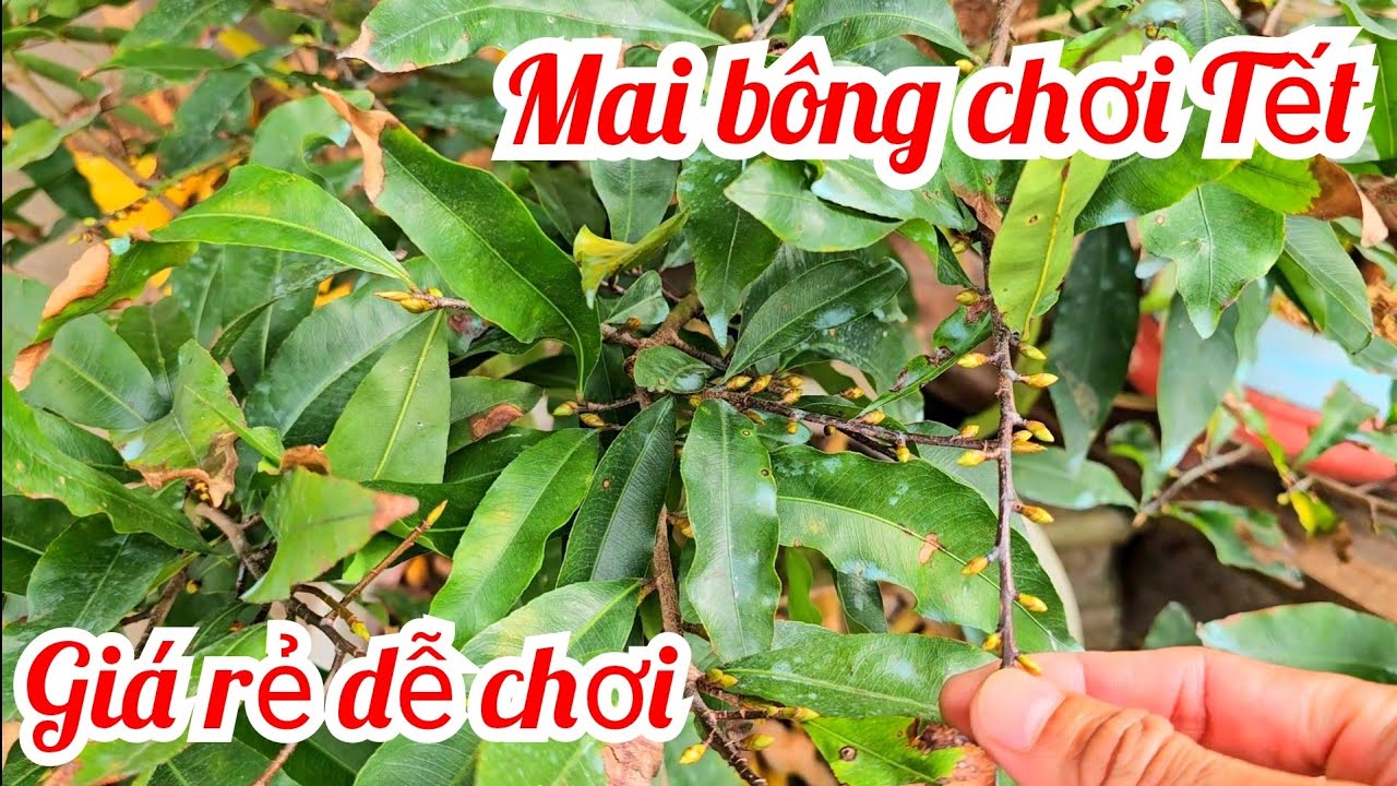 Anh Đồng 📲 O35275II57 mai bông chơi Tết mai Giảo Thủ Đức giả rẻ 18/1 (@MaivàngQuêdừa)