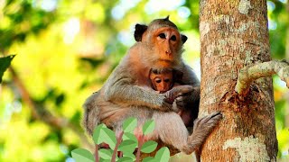 Mom monkey takes good care of her baby on the tree.