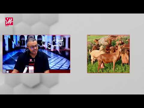 برنامج قهوة الصباح مباشرة على ميد راديو