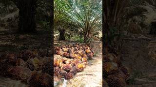 Sound bos kelapa sawit....