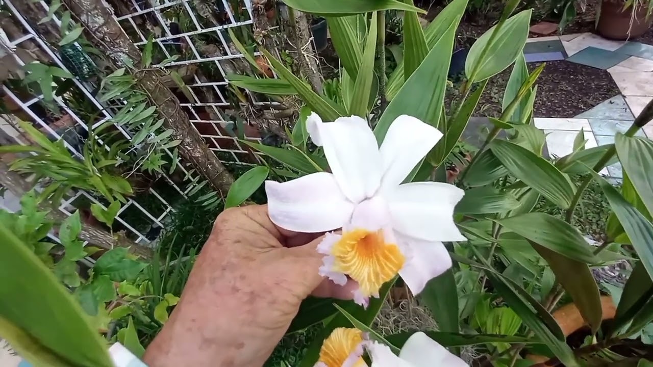 Orquídea Sobralia.