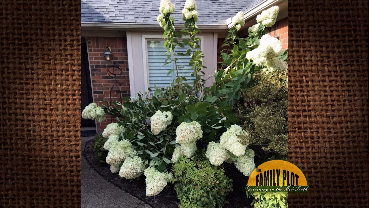 Q&A – My limelight hydrangea’s limbs bent down in the rain. Should I cut the blooms now?