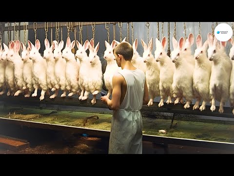 Como Se Hace Procesa El Conejo En La Fábrica ? | Excelente Tecnología De Cría De Conejos