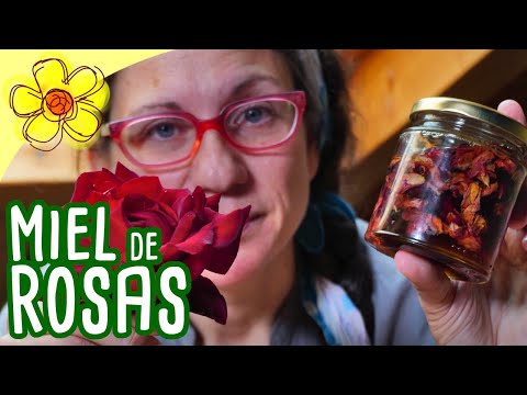 Video: Recetas de miel de pétalos de rosa: Cómo hacer miel de pétalos de rosa