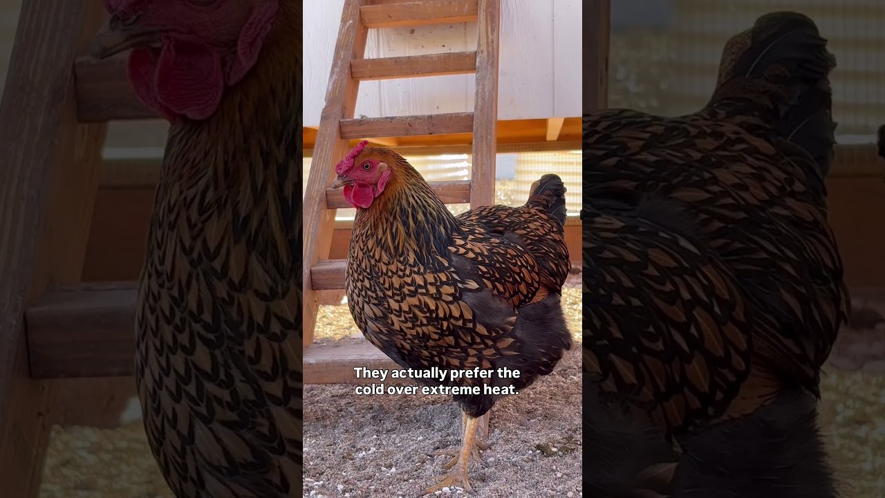 Supplemental light in the winter? Y/N?