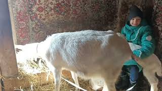 Прощенное воскресенье/ Утренняя управа .Диана помогает/ Решили оберожить корову резинками.
