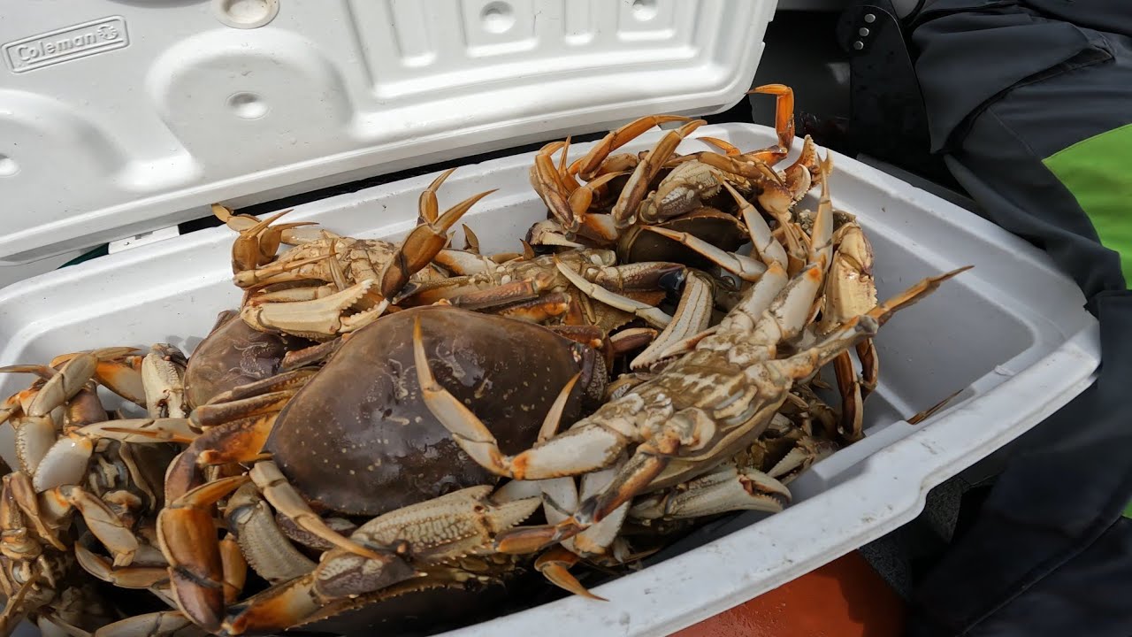 Crabbing at Garibaldi YouTube