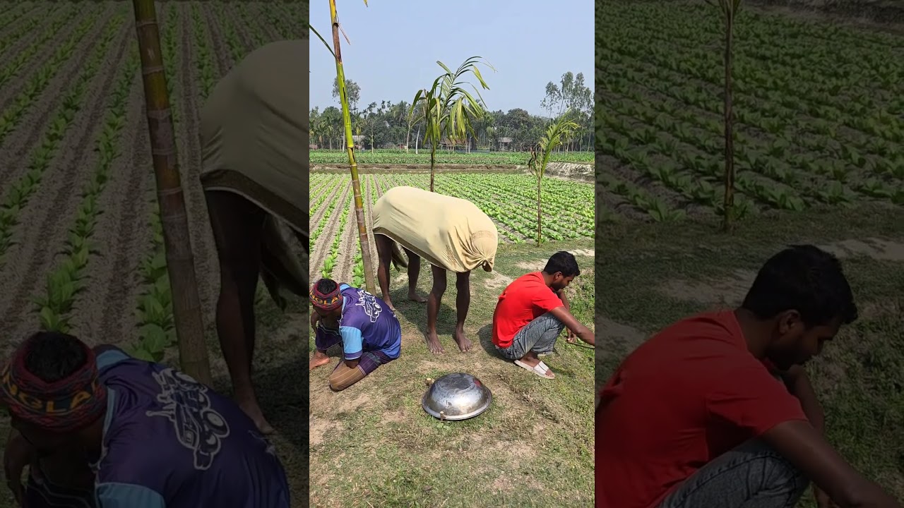 A cow came between the two boys and performed magic.
