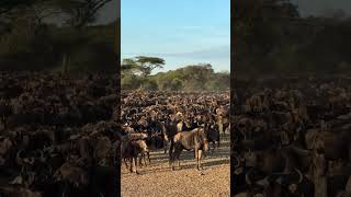 Millions on the Move! The Greatest Wildlife Migration on Earth 🐃🌍
