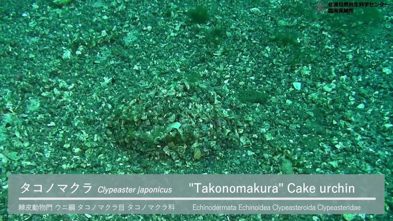 タコノマクラ | 新潟大学佐渡自然共生科学センター臨海実験所