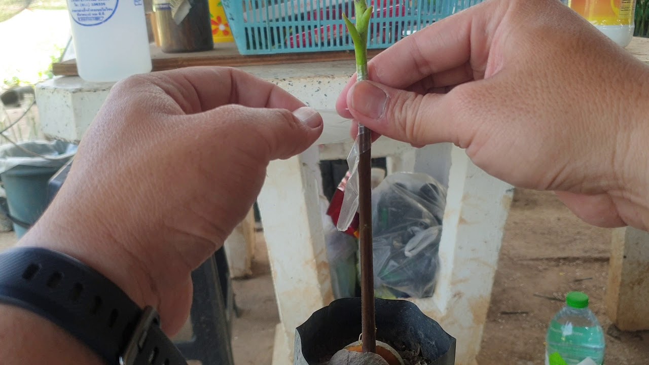 อะโวคาโด้ vlog ep.45 การเสียบกิ่งอะโวคาโด้ สนใจโทร 0871577899