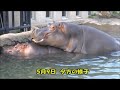 カバ同居物語2