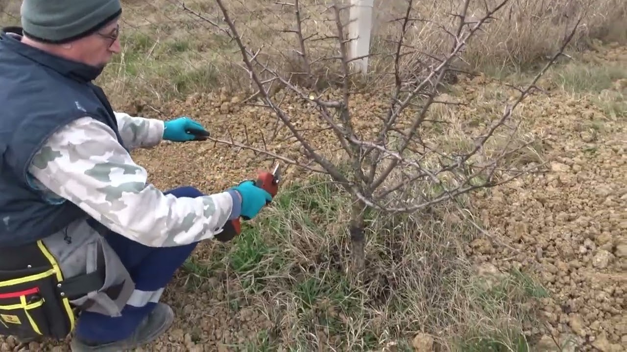 Prun ,,resuscitat”. De ce facem ÎNTOTDEAUNA tăierile la cepi, la pruni